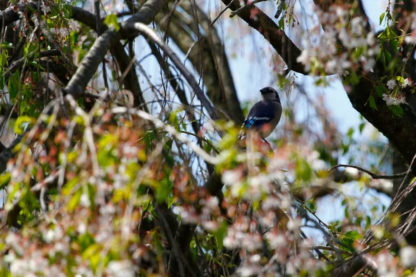 Blue Jay Bird Cyanocitta Cristata — Foto de Stock