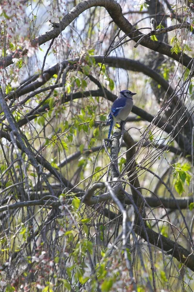 Blue Jay Bird Cyanocitta Cristata — Fotografia de Stock