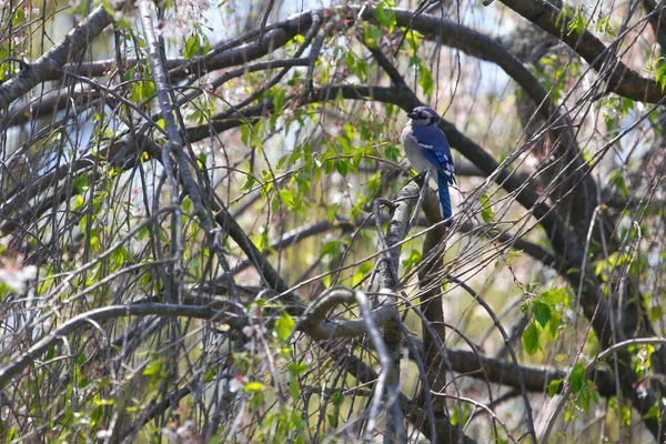 Blue Jay Bird Cyanocitta Cristata — стоковое фото