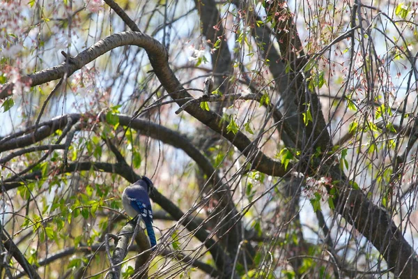 Oiseau Bleu Jay Cyanocitta Cristata — Photo