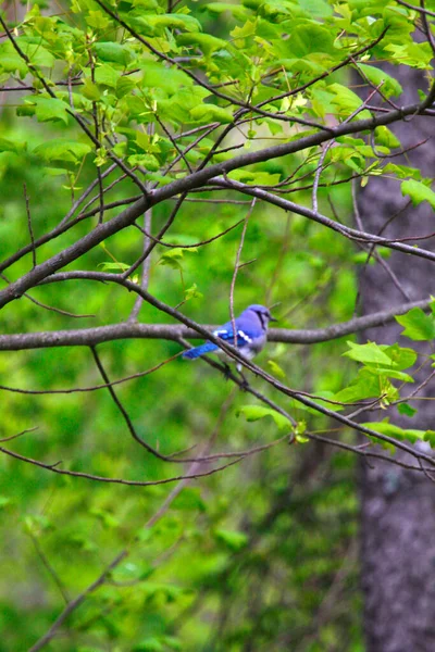 Blauer Eichelhäher Cyanocitta Cristata — Stockfoto