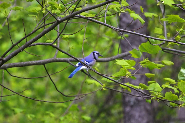 Blue Jay Bird Cyanocitta Cristata — Fotografia de Stock