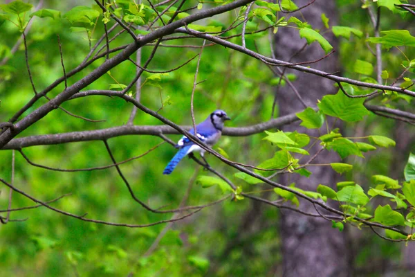 Blue Jay Sentado Uma Árvore — Fotografia de Stock