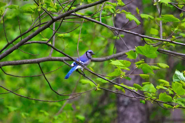 Jay Azul Sentado Árbol — Foto de Stock