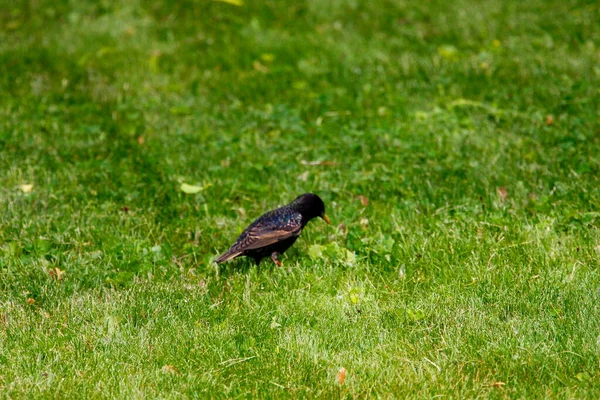 Vista Starling Comum — Fotografia de Stock