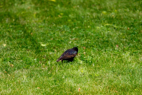  Ortak Sığırcık Görünümü
