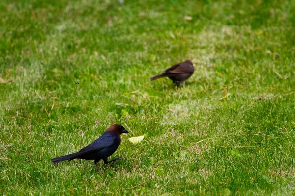 Cowbird Cabeça Castanha Starling Comum — Fotografia de Stock