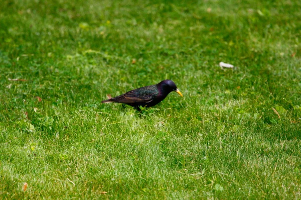 Ortak Sığırcık Görünümü