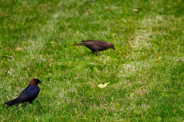 Utsikt Över Brunhårig Cowbird — Stockfoto