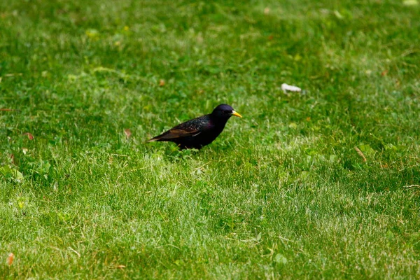  Ortak Sığırcık Görünümü