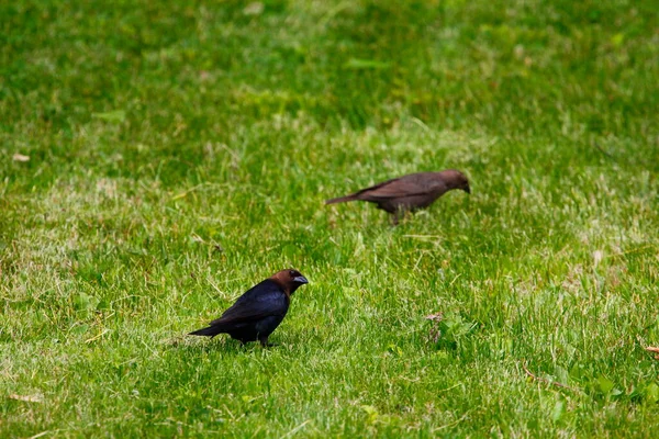 Brown Headed Cowbird Common Starling — Stock Photo, Image