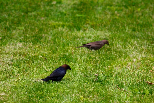 Kahverengi başlı sığır kuşu ve sıradan bir sığırcık