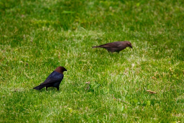 Brown Headed Cowbird Common Starling — Stock Photo, Image