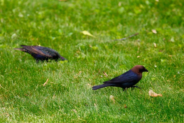 Kahverengi Başlı Sığır Kuşu Sıradan Bir Sığırcık — Stok fotoğraf