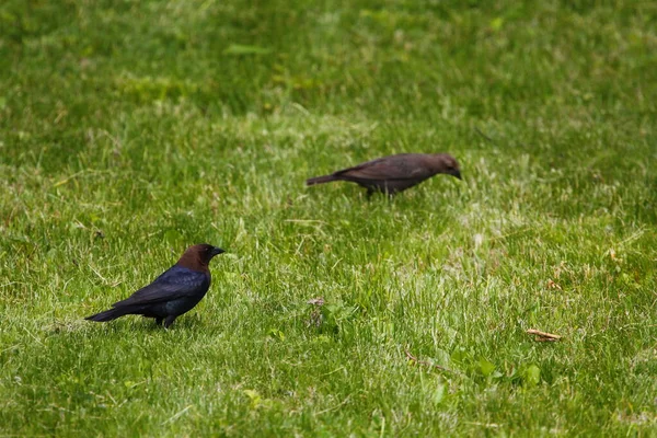 Brown Headed Cowbird Common Starling — Stock Photo, Image