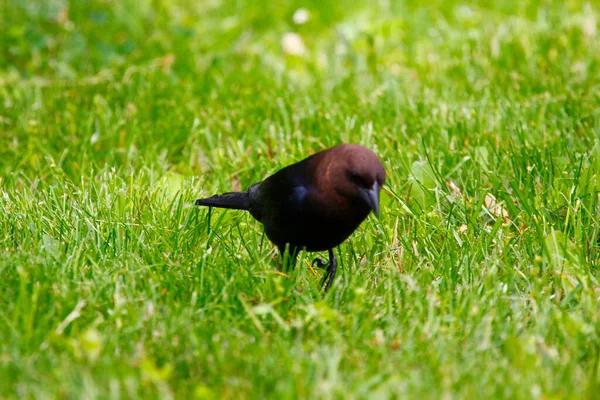 Kahverengi başlı bir sığır kuşunun manzarası