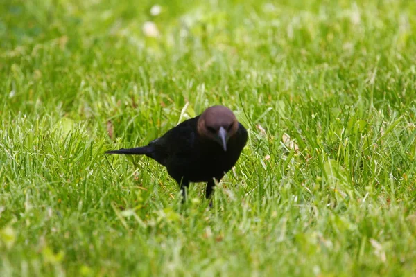 Vistas Cowbird Cabeça Castanha — Fotografia de Stock