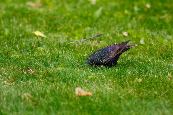 Pohled Společnou Starling — Stock fotografie