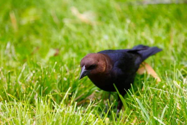 Vedute Cowbird Dalla Testa Marrone — Foto Stock