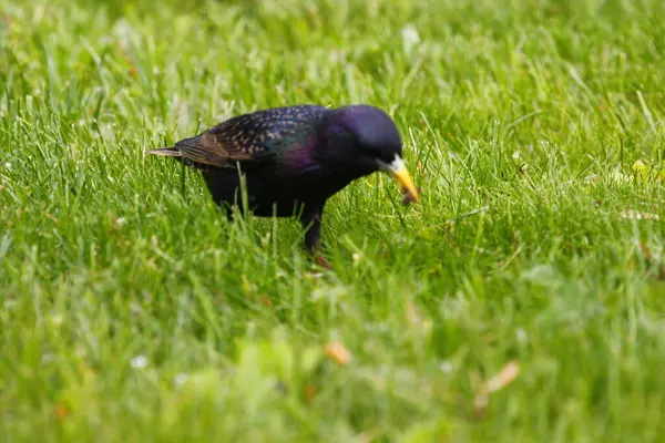 Vista Starling Comum — Fotografia de Stock