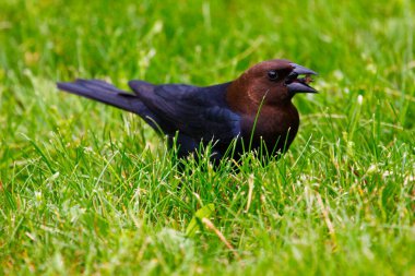 Kahverengi başlı bir sığır kuşunun manzarası