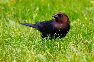 Kahverengi başlı bir sığır kuşunun manzarası