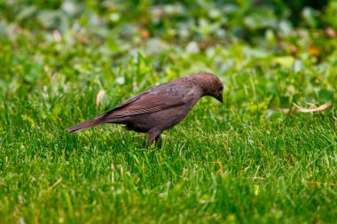 Kahverengi başlı bir sığır kuşunun manzarası
