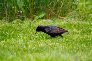 Ortak Sığırcık Görünümü