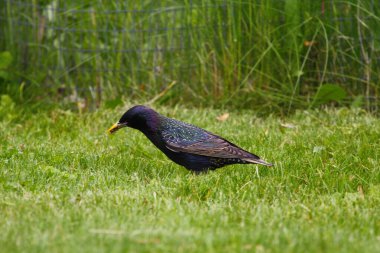Ortak Sığırcık Görünümü