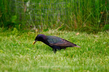 Ortak Sığırcık Görünümü