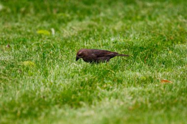Kahverengi başlı bir sığır kuşunun manzarası