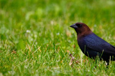 Kahverengi başlı bir sığır kuşunun manzarası