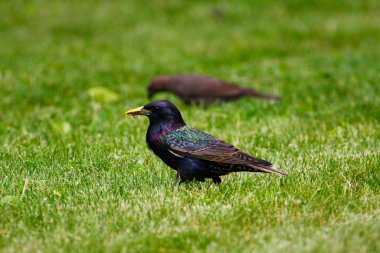 Kahverengi başlı sığır kuşu ve sıradan bir sığırcık