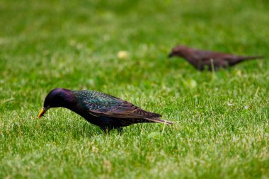 Kahverengi başlı sığır kuşu ve sıradan bir sığırcık