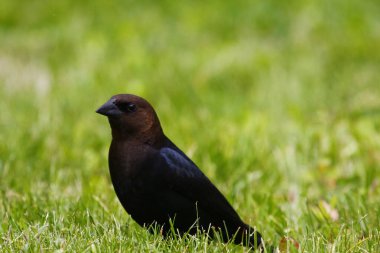 Kahverengi başlı bir sığır kuşunun manzarası
