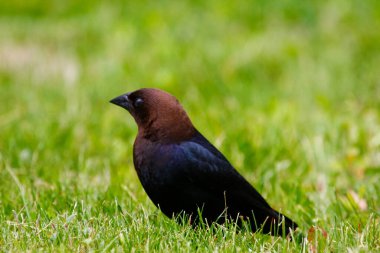 Kahverengi başlı bir sığır kuşunun manzarası