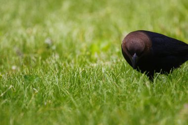 Kahverengi başlı bir sığır kuşunun manzarası