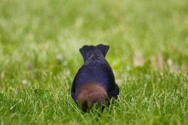 Kahverengi başlı bir sığır kuşunun manzarası