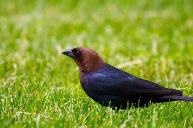 Kahverengi başlı bir sığır kuşunun manzarası
