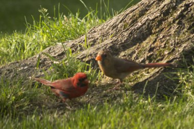 Kuzey Kardinali (Cardinalis cardinalis) Kuşlar