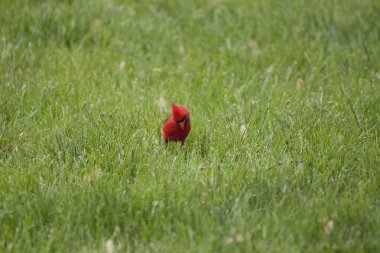 Kuzey Kardinali (Cardinalis cardinalis) Kuşlar