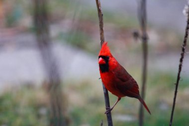 Kuzey Kardinali (Cardinalis cardinalis) Kuşlar