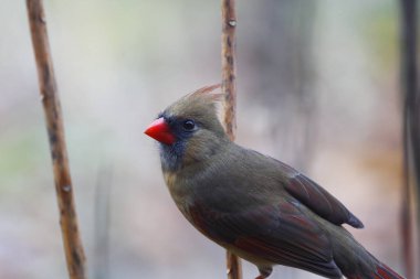 Kuzey Kardinali (Cardinalis cardinalis) Kuşlar