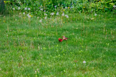 Kuzey Kardinali (Cardinalis cardinalis) Kuşlar