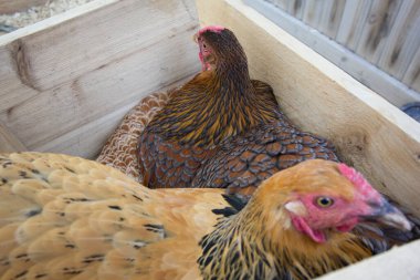 Bir Tavuk Kümesine Bakmak