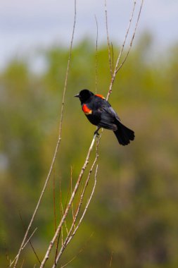 Kırmızı kanatlı karatavuk (Agelaius phoeniceus)