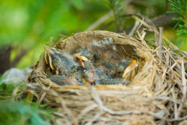 Amerikalı Robin (Turdus göçmeni) Kuşlar