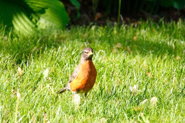 Amerikalı Robin (Turdus göçmeni) Kuşlar