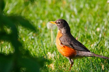 Amerikalı Robin (Turdus göçmeni) Kuşlar