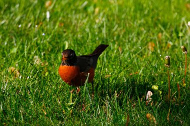 Amerikalı Robin (Turdus göçmeni) Kuşlar